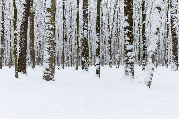 Prachtig winterbos en de weg