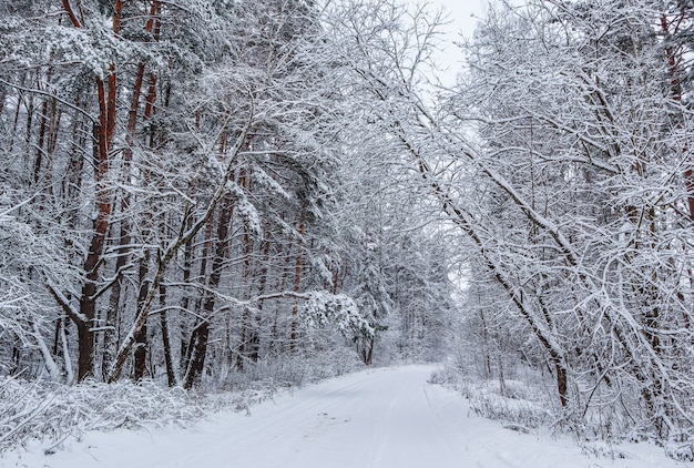 Prachtig winterbos met besneeuwde bomen en witte weg veel dunne takjes bedekt met sneeuw