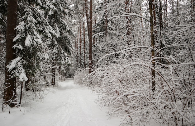 Prachtig winterbos met besneeuwde bomen en witte weg, veel dunne twijgen bedekt met pluizige sneeuw