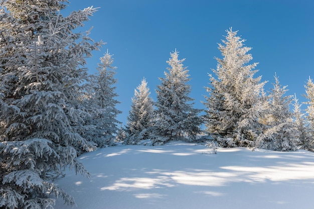 Prachtig winterbos met besneeuwde bomen op een zonnige dag, landschap