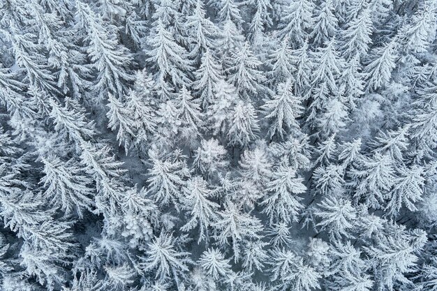 Prachtig winterbos met besneeuwde bomen vanuit de lucht