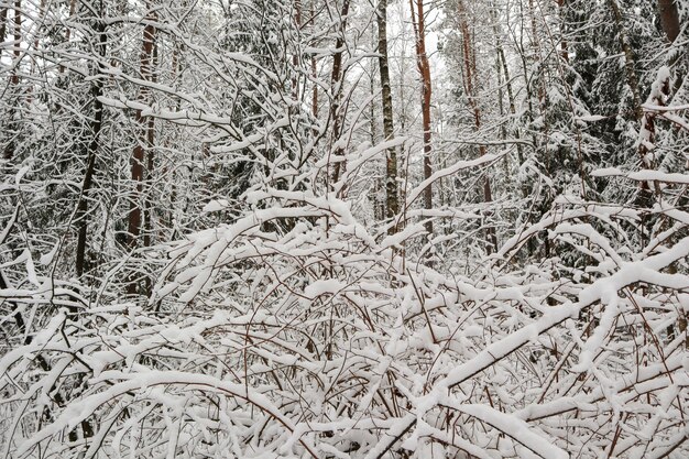 Prachtig winterbos met besneeuwde bomen veel dunne twijgen bedekt met witte sneeuw