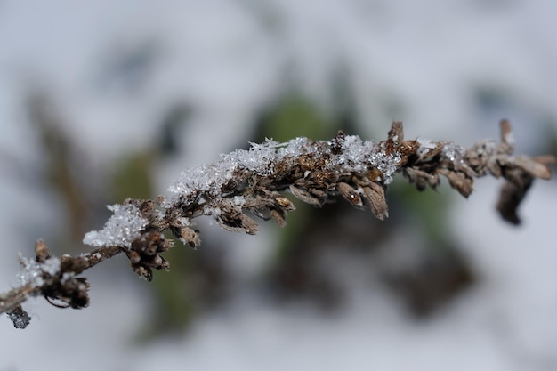 prachtig winterbos. natuur achtergrond.