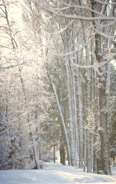 Prachtig winterbos