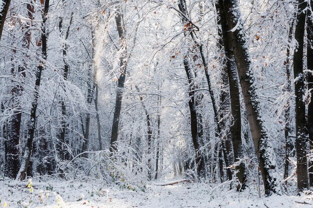 Prachtig winterlandschap Bos in de winter