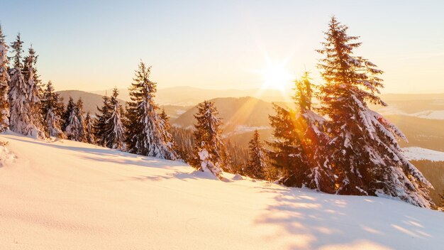 Prachtig winterlandschap in de bergen Opkomende zon breekt door de met sneeuw bedekte takken van de dennenboom Grond en bomen bedekt met een dikke laag verse pluizige sneeuw