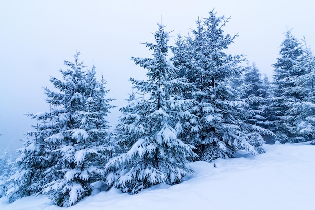 Prachtig winterlandschap met besneeuwde bomen Winterbergen