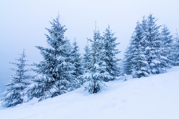 Prachtig winterlandschap met besneeuwde bomen Winterbergen
