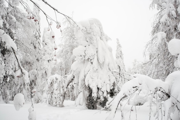 Prachtig winterlandschap met besneeuwde bomen. Wintersprookje