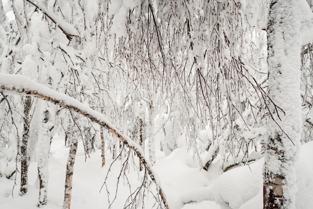 Foto prachtig winterlandschap met besneeuwde bomen. wintersprookje