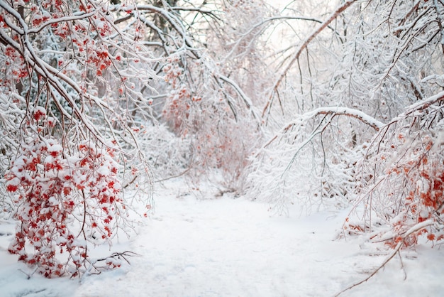 Prachtig winterlandschap met besneeuwde bomen