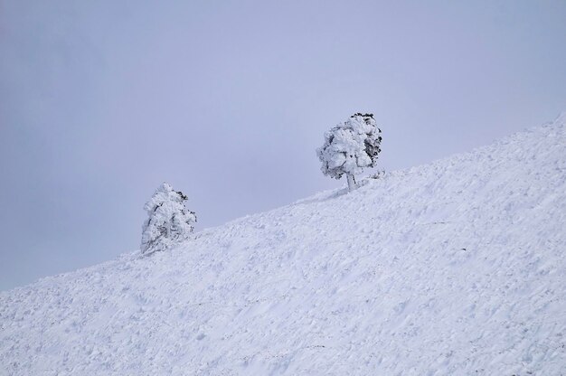 Prachtig winterlandschap met besneeuwde bomen.