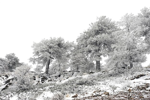 Prachtig winterlandschap met besneeuwde bomen.