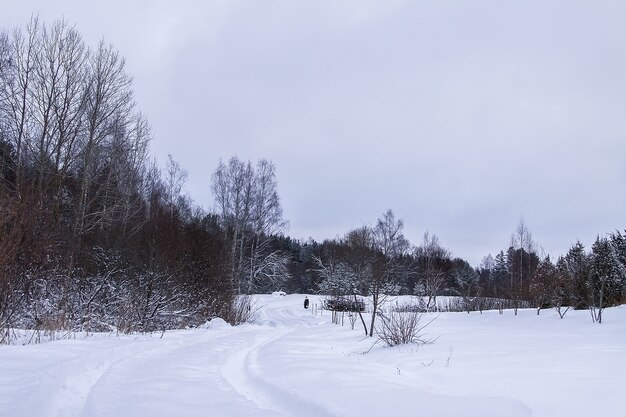 Prachtig winterlandschap met bomen in de sneeuw op het platteland