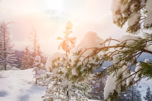 Prachtig winterlandschap met dennen