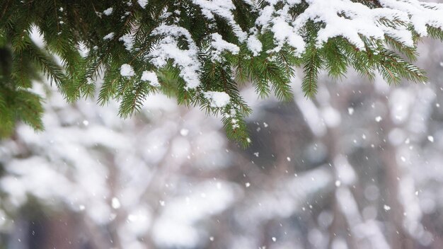 prachtig winterlandschap met sneeuw