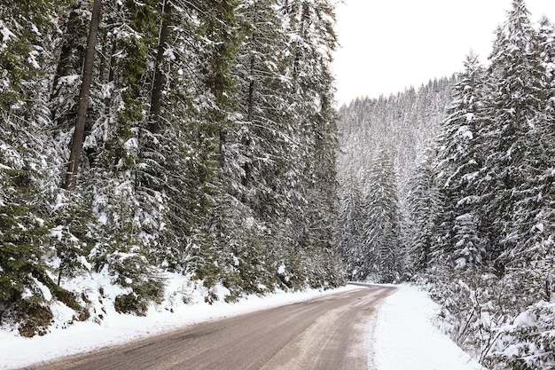 Prachtig winterlandschap sparren sneeuw bedekt zonnig weer