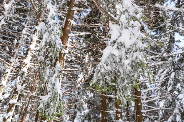 Prachtig winterlandschap sparren sneeuw bedekt zonnig weer