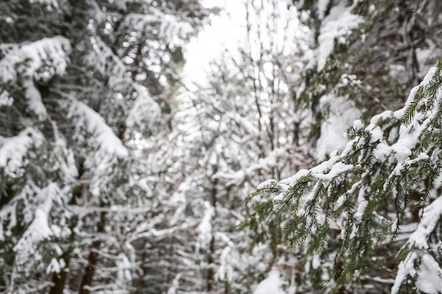 Prachtig winterlandschap sparren sneeuw bedekt zonnig weer