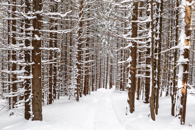 Prachtig winterlandschap sparren sneeuw bedekt zonnig weer