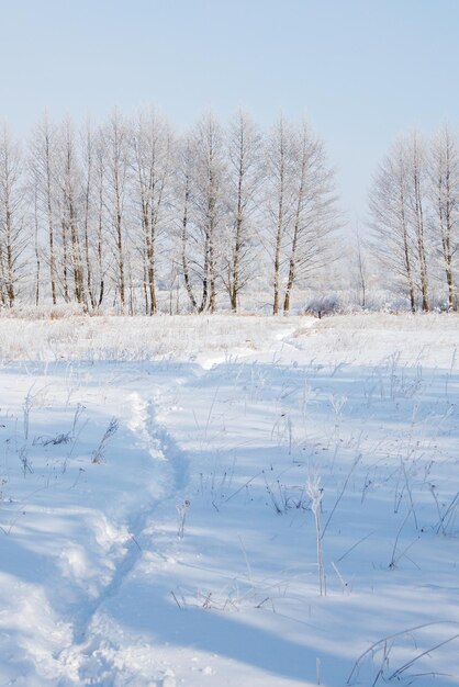 Prachtig winterlandschap van bosopen plek met besneeuwde bomen in rijm Het pad is vertrapt in de sneeuw Winterlandschap Weiden en bossen zijn bevroren en bedekt met sneeuw