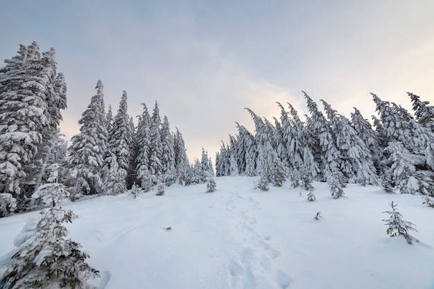 Prachtig winterlandschap