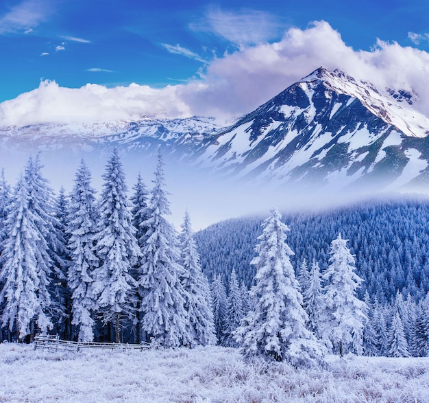 Prachtig winterlandschap