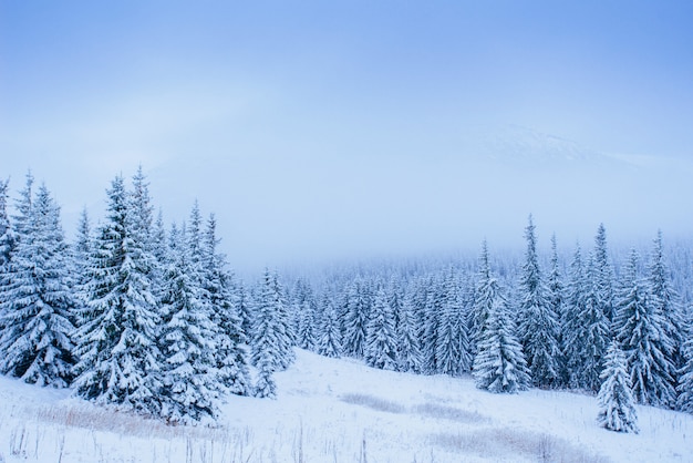 Prachtig winterlandschap