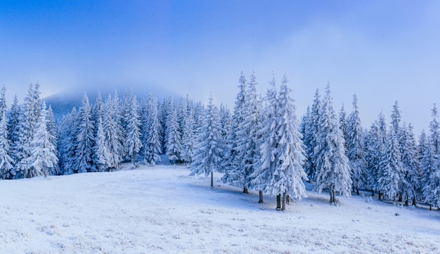 Prachtig winterlandschap