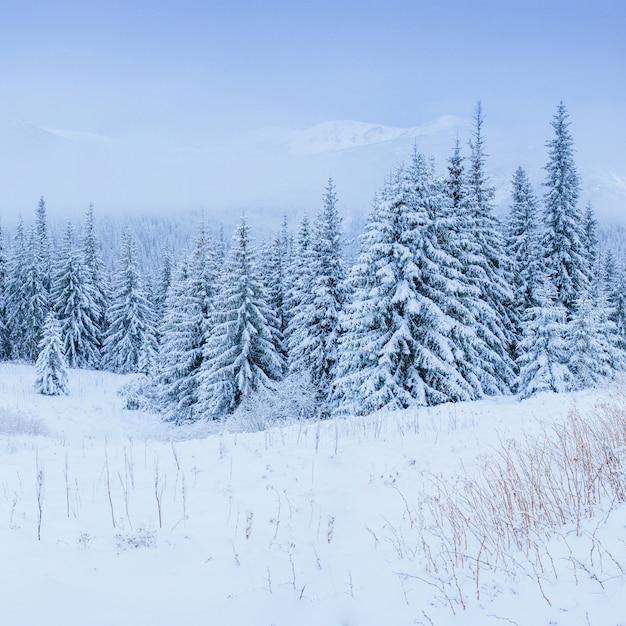 Prachtig winterlandschap