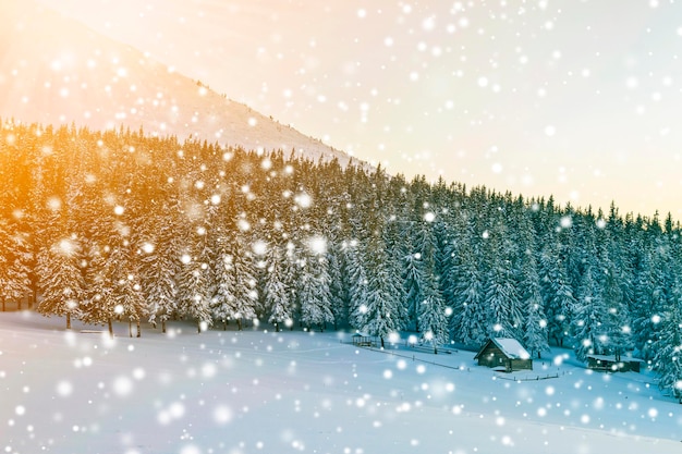 Prachtig winterpanorama Landschap met vuren dennenbomen blauwe lucht met zonlicht en hoge Karpaten op de achtergrond