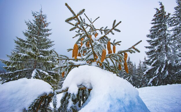 Prachtig winters boslandschap met kleine sparren