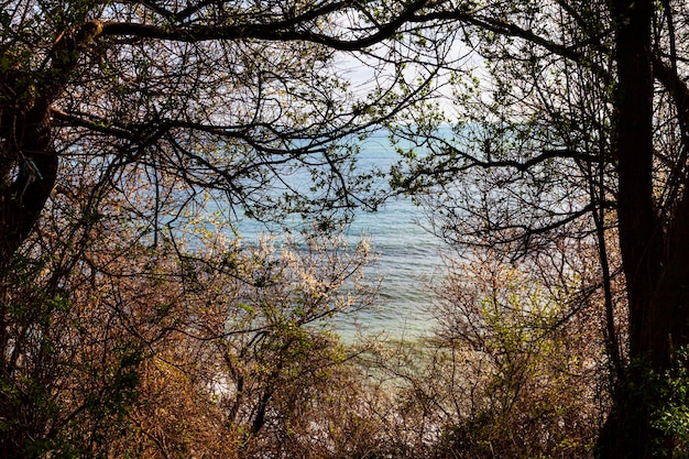 Prachtig zeegezicht. Bloeiende lentebomen tegen de achtergrond van de blauwe zee.