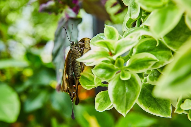 Prachtig zijprofiel van prachtige vlinder op planten