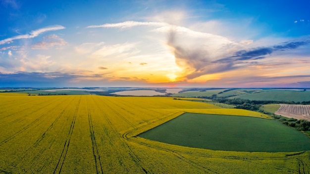 Prachtig zomerlandschap. Gekleurde zonsondergang over een zonnebloemgebied.