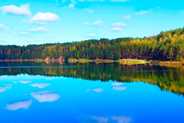 Prachtig zomerlandschap met een schilderachtig meer in het bos.