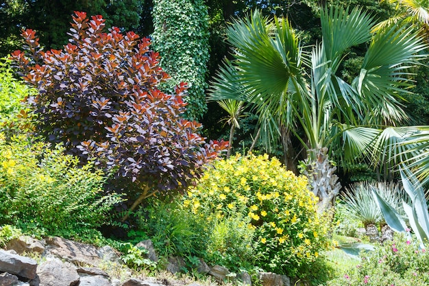 Prachtig zomers stadspark met subtropische planten