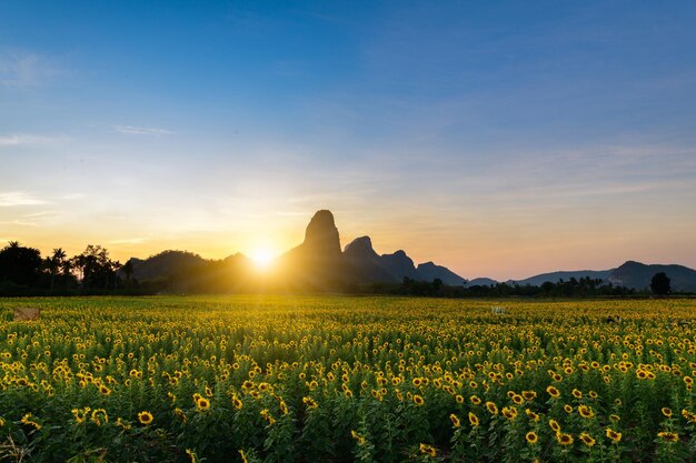 Prachtig zonnebloemveld op zonsondergangtijd in Lop buri, Thailand