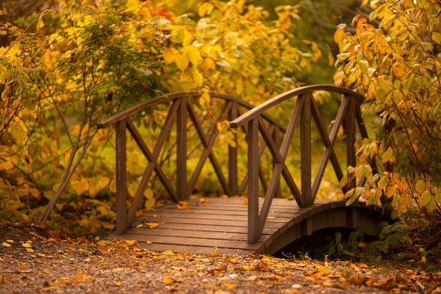 Prachtig zonnig herfstlandschap met gevallen droge bladeren