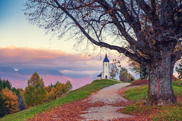 Prachtig zonsonderganglandschap van kerk Jamnik in Slovenië op groene heuvel met de bomen en roze lucht