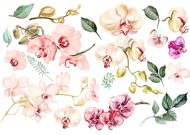 Prachtige aquarel set met orchideeën Illustratie