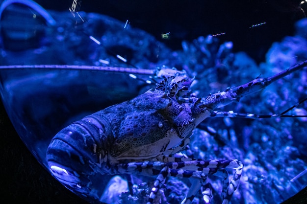 Prachtige aquariumkreeft in de natuurlijke omgeving en omgeven door zeewier