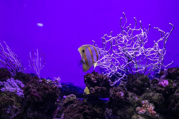 Prachtige aquariumvissen in de natuurlijke omgeving en omgeven door zeewier