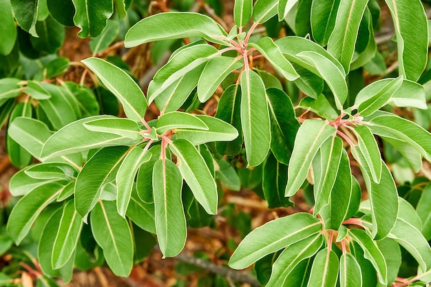 Prachtige arbutus andrachne met lange bladeren op takken in tropisch park dichtbij zicht