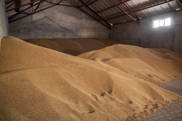 Prachtige aren van elite gerst in het veld Reclame voor meststoffen voor boeren, landbouwbedrijven en agroholdings