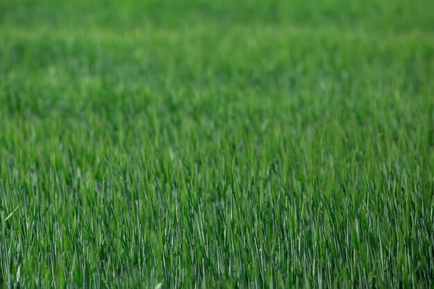 Prachtige aren van elite gerst in het veld Reclame voor meststoffen voor boeren, landbouwbedrijven en agroholdings