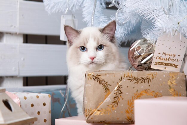 Prachtige, belangrijke ragdoll-kat gluurt uit geschenkdozen onder de kerstboom. Katten en Nieuwjaar. Kerstcadeaus en decoraties. Blauwogige katten. Decor. Dromen komen uit. Nieuwjaarscadeau is kat.