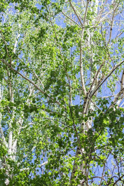 Prachtige berkenbomen in een berkenbos