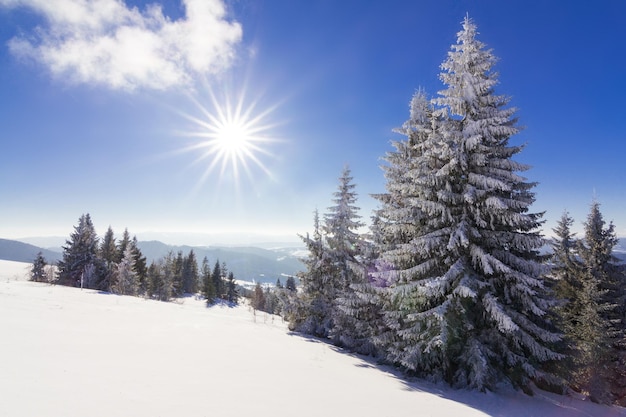 Prachtige besneeuwde helling met sparren bedekt met sneeuw staan tegen de blauwe lucht op een zonnige winterdag Het concept van ongerepte prachtige natuur in het noordelijke land