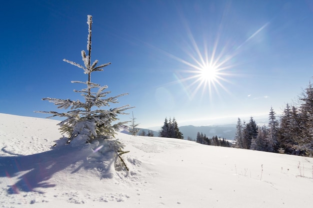 Prachtige besneeuwde helling met sparren bedekt met sneeuw staan tegen de blauwe lucht op een zonnige winterdag Het concept van ongerepte prachtige natuur in het noordelijke land